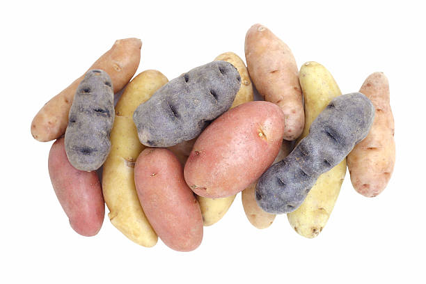 Thin-skinned fingerling potatoes with a firm texture, commonly used in gourmet meals.